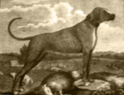 Early Rhodesian Ridgeback